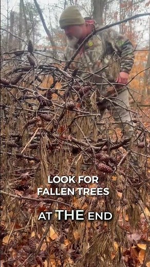 Why Fallen Trees Attract Wildlife