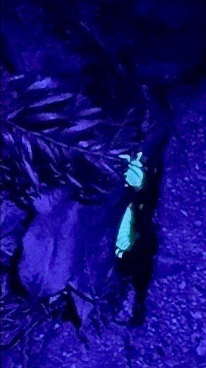 12K views · 175 reactions | A Bioluminescent Millipede in the Santa Cruz Mountains. The first 2 seconds show this Motyxia Millipede lit up by a normal flashlight, than it’s shown under a black light. They’re found in limited areas, the coastal mountains and the foothills of the Sierras where redwoods and sequoia’s are found. #santacruzmountains #millipede #bioluminescent #glowinthedark | Native Santa Cruz | Facebook