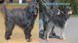 Comparing Catalan Sheepdog and Griffon Bleu de Gascogne: A Comprehensive Guide