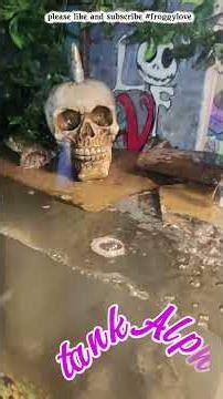 tank Alpha cleaning reentry #frog #froggylove