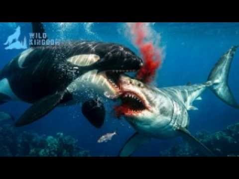Ocean Apex: Killer Whales vs Great White Shark — Battle for the Bloody Sea #naturedocumentary