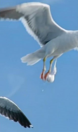 Seagull Poop His Tom Head #mytalkingtomfriend2 #talkingtom #animation #shorts #seagull #funny