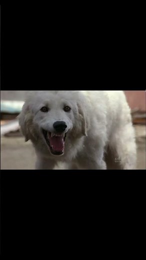 Homeward Bound II: Shadow, Sassy, and Delilah Save Chance!