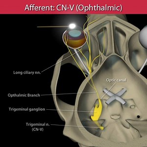 8.6K views · 299 reactions | CORNEAL REFLEX ANIMATED VIDEO - VET ORACLE TELENEUROLOGY For more cool animated videos and pet owner friendly factsheet, check out the education section of our neuro-imaging reporting website https://vetoracle.com Laurent Garosi Ines Carrrera Simon Platt | Veterinary Neurology | Facebook