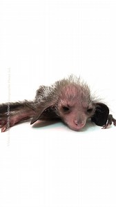 1.2M views · 13K reactions | With its scraggly fur and piercing gaze,...