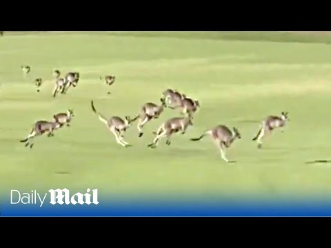 Kangaroo mob invades golf course in Melbourne stopping play after crossing the fourth hole