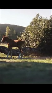Budweiser’s Super Bowl LX Ad “American Icons” Honors a Timeless Legacy