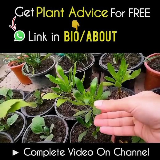 How to Grow African Daisy Flower Plant at Home? (With Updates)