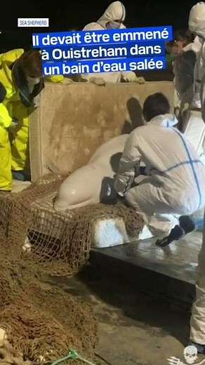 Beluga in the Seine: the cetacean has died during transport