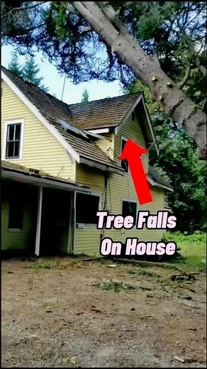 Worst Tree Cutting Fails Ever #funny #fails