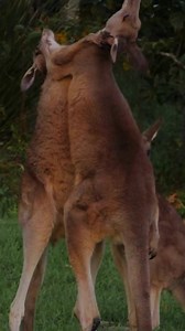 A 77-year-old man died this week after a kangaroo attack. In light of this, here is expert advice on close encounters with these macropods.Read the full story here. https://bit.ly/3BLdf0EImage credits Sandra Sanders Melanie Faith Dove. #kangaroos #kangarooattack #boxingkangaroo #australianwildlifeweek #aussiewildlife | Australian Geographic