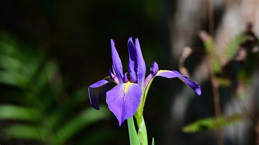 1.3K views · 41 reactions | It's Wildflower Wednesday! Did we say the blue flag irises were blooming? They should be in bloom for another few weeks. You can see a nice patch of them just before the first turn on the boardwalk. Video: R J Wiley, photographer in residence. | Audubon's Corkscrew Swamp Sanctuary | Facebook
