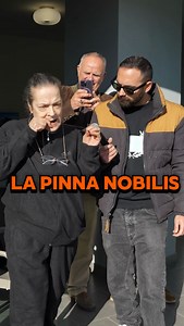 La Pinna nobilis — la nacchera di mare — è il gigante fragile del Mediterraneo. Un mollusco capace di filtrare l’acqua, di tenere vivi i fondali, di crescere per decenni in silenzio, finché il silenzio non l’ha quasi fatta sparire. E allora questa signora urla. Urla mentre fila la sua bava, mentre la tratta, mentre prova a restituirle un colore, quasi a dare voce a qualcosa che voce non ce l’ha più. • • #alicicomeprima #pinnanobilis #mediterraneo #ischia #seaworld | Alici Come Prima