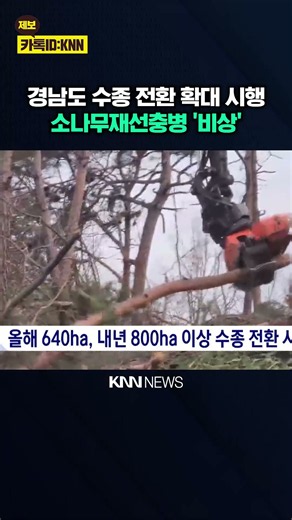 소나무재선충병 비상, 경남도 수종 전환 확대 / KNN