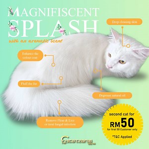 CAT SPA RM50 JE?! PROMO KAW KAW NI! 🙀😱 . Sempena sambutan Raya Aidiladha yang bakal tiba, Catzonia memperkenalkan our Brand-New Spa “MAGNIFISCENT SPLASH” ___________________________________________________________ Apa yang best dan specialnya MagnifiScent Splash ni? 1) Hasilnya setaraf dengan “Cat Show Grooming” yang eksklusif 2) Tambahan hair serum dan charcoal essence menambahkan lagi kegebuan bulu si meow 3) Tambahan aromatic oil dapat memberi ketenangan kepada si manja, semasa dan selepas 