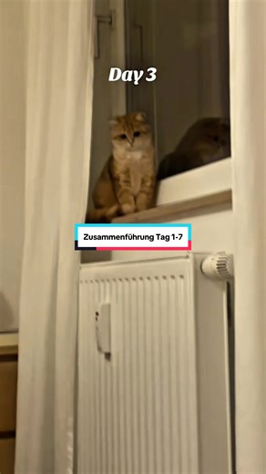 Now they love each other😻 Reupload due to copyrighted music. #cat #catsoftiktok #catlover #cattok #CapCut