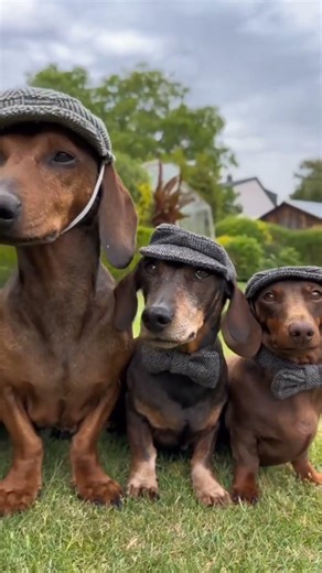 The "sausage" dog that was a hunter... and an Olympic mascot 😳