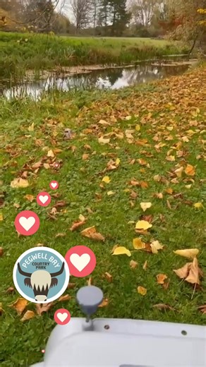 🪶 A lucky escape at Pegwell Bay! Visitors were surprised to see a heron wandering around the car park this week, calm as you like and even walking up to people! Thanks to Jonny from The Kent Wildlife Rescue Service, this juvenile (or possibly hand-reared) bird was safely captured and released into an area safer for such a friendly bird. We’re very happy this beautiful bird is now back where it belongs. Flying free over the bay once more! 💚 #PegwellBayCountryPark #KentWildlifeRescueService #Ken
