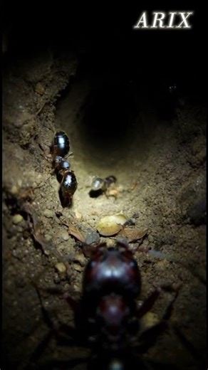 Fallen Angel Restored to Heaven Again✨ #shortsyoutube