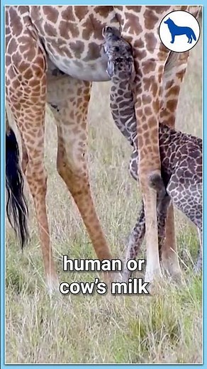 Why Giraffe Milk Is So Powerful - The Magic of Milk | #animalshorts