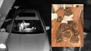 Insurers say bear that damaged luxury cars was actually a person in a costume