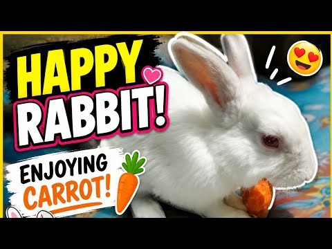 Cute Rabbit Enjoying Fresh Carrots 🥕🐰 | Happy Bunny Eating Carrots