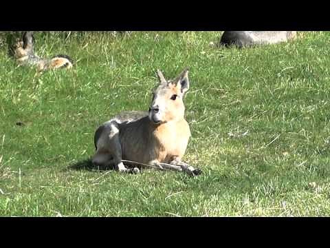 Patagonian Mara - Large Rodent ***