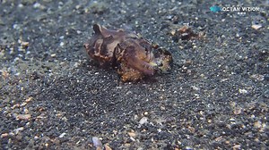 38K views · 219 reactions | The Predator... Flamboyant Cuttlefish Hunting and catch a Fish!!! | OceanVizion | Facebook