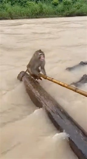 Monkey Trapped on Log Surrounded by Crocodiles — One Smart Rescue 😱