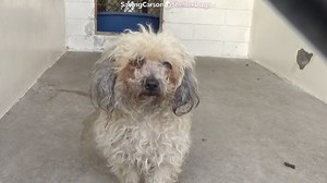 ADOPTED - moved to SAFE Album on 03/26 A5360273 ✰ LILLY -3/24/20- ⛔️ Shelter is currently CLOSED but ADOPTIONS and RESCUES can be done by APPOINTMENT! Please call (310) 523-9566 ⛔️ 😍🔷SAVE a LIFE!! ❤️ Please FOSTER or ADOPT! 🔷😍 She is super cute and TINY and came in as a stray with no tag or chip. Please SHARE for her life, she's SO precious and a FOSTER or ADOPTER would save her. Thanks! #A5360273 My name is LILLY and I'm an approximately 4 year old female Poodle Mini. I am not yet spayed. I