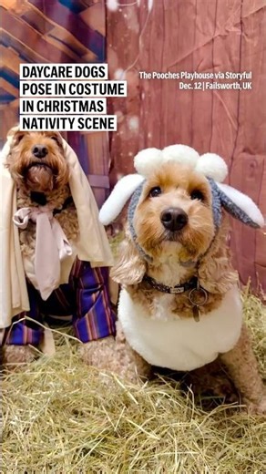 Daycare dogs pose in costume in Christmas Nativity scene