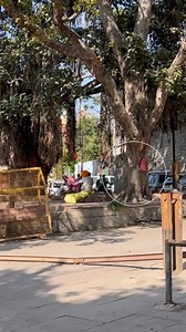 27K views · 93 reactions | This scene near the tree in the afternoon | #trees #trend #fbshorts | Devil's night with dharmendra | Facebook