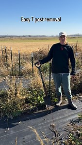 🪧T post removal hack. 🪏 Not all T posts will easily remove like this, but some will! I find it quicker to do this way than getting on and off a tractor with the post remover attachment. 🚜 This will NOT work for all T-posts so please stop coming at me. I also use a tractor and chain for ones I can’t get out. This works great for most small gardens that have looser soil. Heck, it even works for some stubborn ones! #murthaflowerfarm #farm #farmwork #fence #flowerfarm #farmchores #gardencleanup #