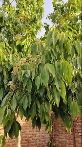 Black plum tree also known as Jamun tree waving in air. Malabar plum, jambol, jamun, jambul, java plum tree. Stock Video