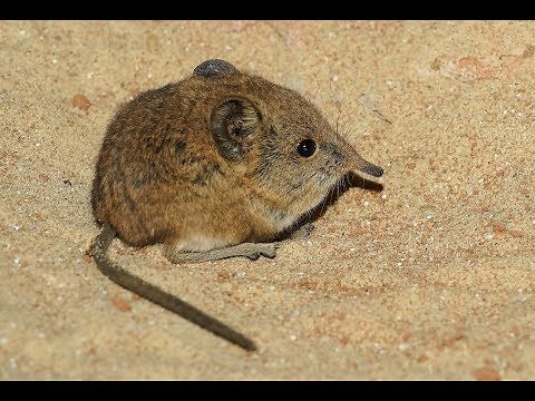 Strange and unbelievable facts about Shrews