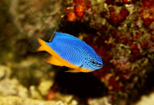 Damselfish: Care Guide & Wiki for Blue, Yellow, and More