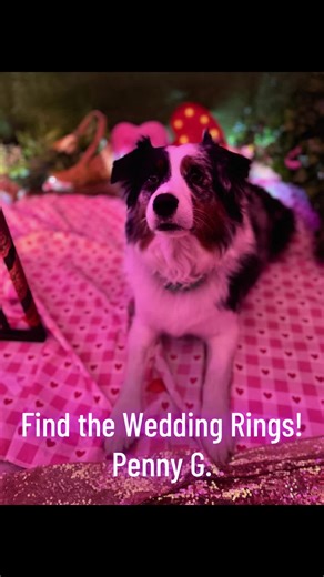 February Thursday 26 Find The Wedding Rings! OH NO! The wedding rings may or may not have been misplaced.. Right before the wedding day! It is up to these smart pups to locate the rings and save the day! Everything must be PAWFECT for these Beautiful Brides and Handsome Grooms! Amazing job, Ms. Penny! #enrichment #enrichmentfordogs #wedding #love #puppylove