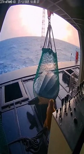 Giant Extreme Ocean Captured - Massive Leatherback Sea Turtle (massive)