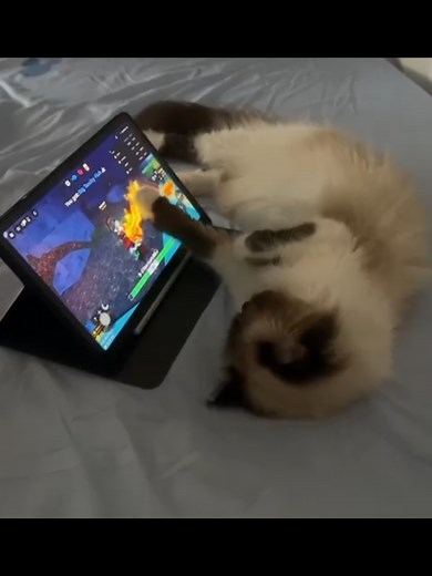 Apa Itu Auto Clicker dan Redfinger?