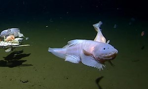 Vidéo. Un poisson filmé à 8 300 mètres de profondeur par des scientifiques, un record