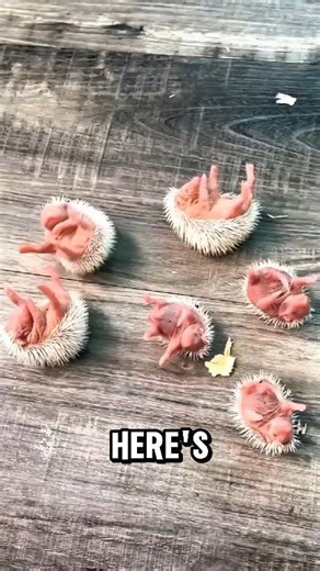 Wait… How Do Hedgehogs Give Birth Without Getting Hurt? | Willie Pact