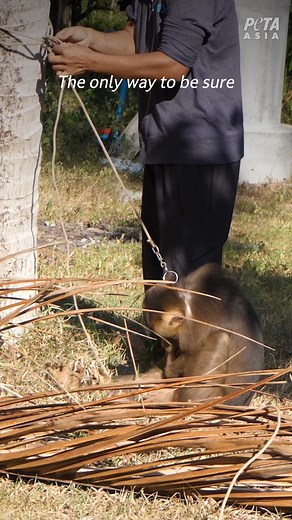 After hearing this monkey’s story, you’ll never look at Thai coconut milk the same way again 😔 Don’t support forced monkey labor, always avoid coconut products from Thailand! Watch to the end to learn how you can take action. | PETA (People for the Ethical Treatment of Animals)