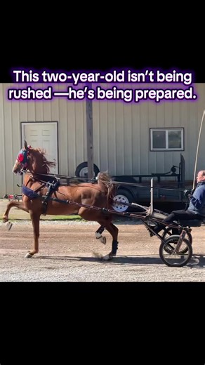 Driving a young horse teaches them: • forward motion • steering • stopping correctly • softness to the bit/lines • confidence working independently This is Crack The Mystery as a two-year-old — learning his job from the ground. No shortcuts. No rushing the process. Just clear communication and a solid foundation that carried him on to earn a Reserve World Championship that same year, followed by multiple World Championships and prestigious titles as a 3- and 4-year-old. #americansaddlebred #trai