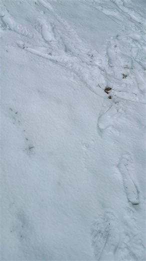 Colorado Winter Adventures: Snowy Escapes Await