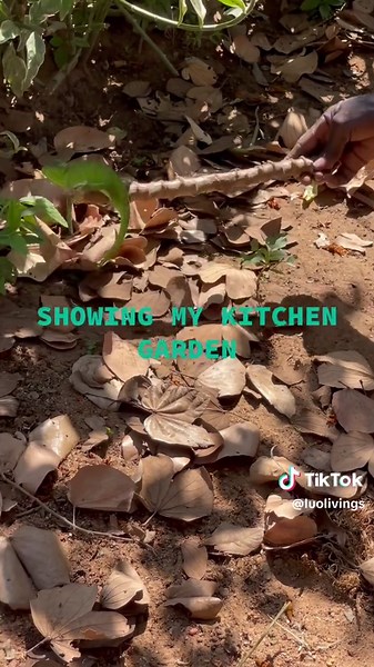 luolivings (@luolivings)’s videos with original sound - luolivings