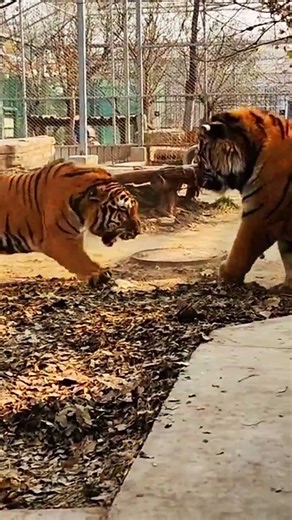 Tiger vs Tiger 🐅 When Apex Predators Clash #shorts #sbscribe_like_comment_share