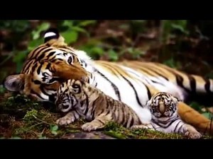 Probability of a Cell Evolving Programming of Life