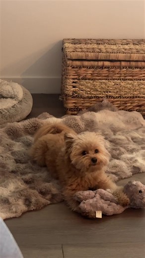 Pomapoobreeder: Discover the Joy of Pomapoop Puppies