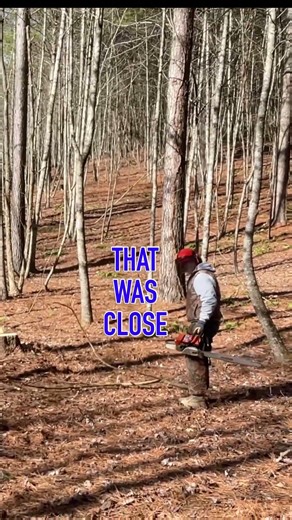 Timber Nearly Hit Me #logging #close #chainsaw
