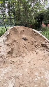 The cute robotic cat is back💕 | Bombo Marley